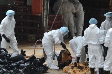 穿戴個人防護(hù)用品處理感染H7H9禽流感的家禽