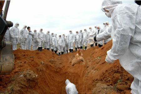 工作人員穿醫(yī)用防護(hù)服對(duì)感染禽流感家禽處理